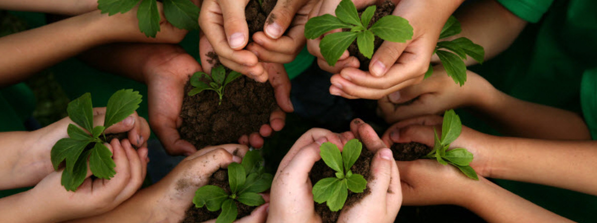 Manos de niños sosteniendo plantas pequeñas